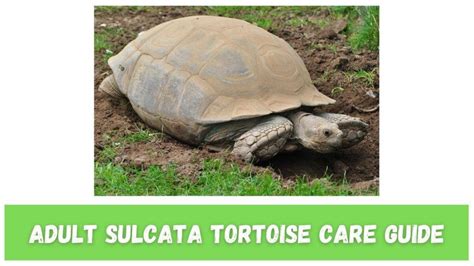 Adult Sulcata Tortoise Care Guide Turtleholic