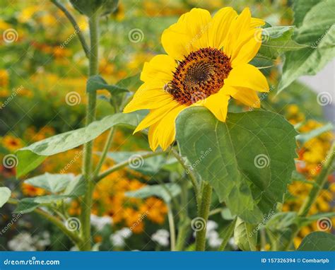 Sunflower With Bees Pollination Of Flowers Stock Photography