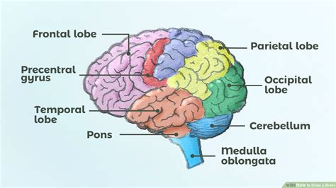 diagram   brain drawn  color pencils rhowtodraw