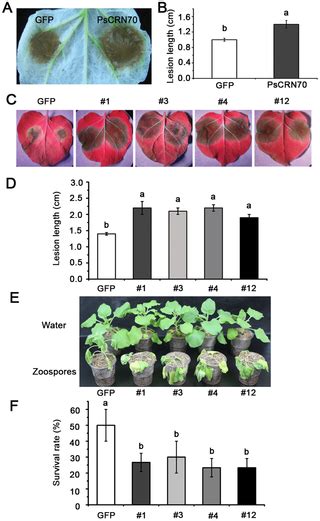 Phytophthora Sojae Effector Pscrn70 Suppresses Plant Defenses In Nicotiana Benthamiana