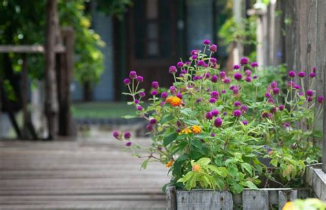 Wildflowers In Pots A Step By Step Guide To Container Gardening