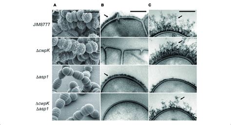 Streptococcus Salivarius Morphology