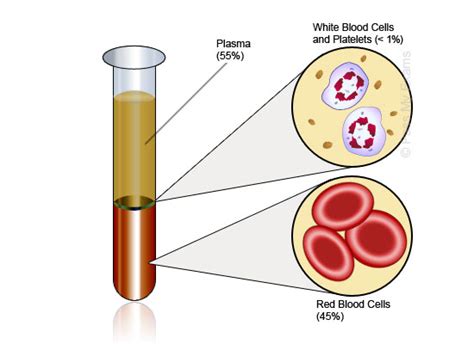 How much blood does your body contain? | eNotes