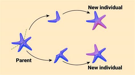 Reproduction In Organism Diagrams Neutron Classes