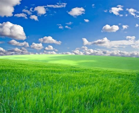 Premium Photo Green Grass Under Blue Sky