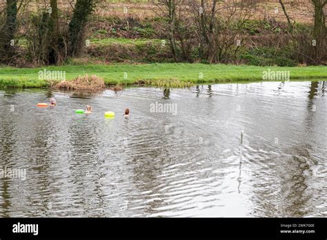 Open Cold Water Swimmers Stock Photo Alamy