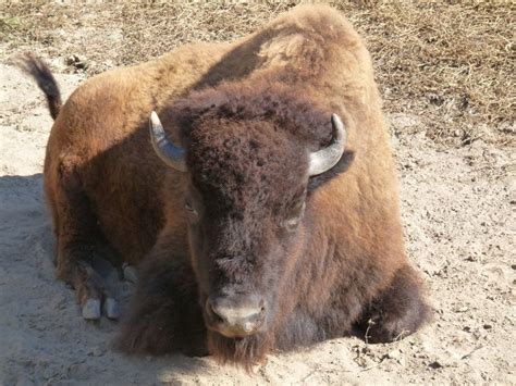 fondos de pantalla de El Bufalo. wallpapers de El Bufalo