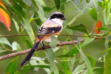 South East Asia Birds Malaysia Birds Paradise Long Tailed Shrike Or