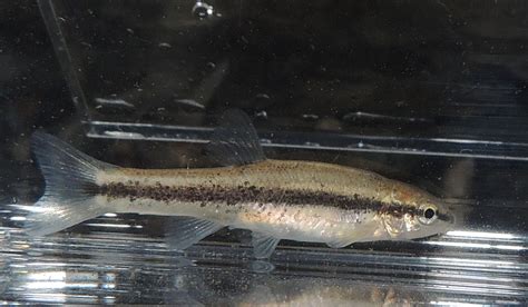 Rhinichthys Obtusus Western Blacknose Dace Rockcastle Co Flickr