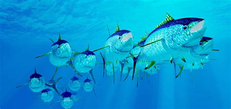 Yellowfin Tuna Wallpapers Wallpapers