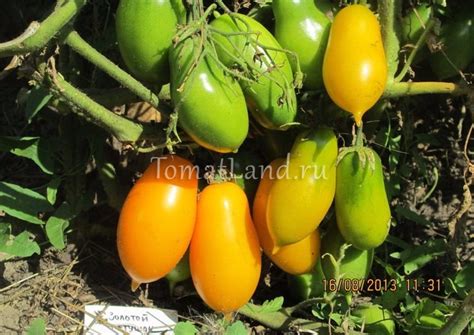 Томат Золотой петушок: отзывы, фото, урожайность, описание и ...