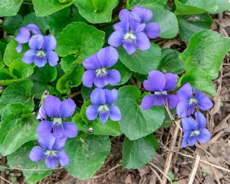 Common Blue Violet Wallpapers - Wallpaper Cave