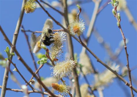 Red House Garden Pussy Willows To The Rescue For Precocious Pollinators