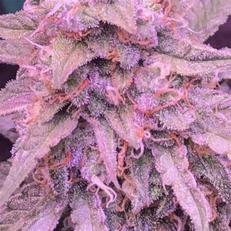 Custom Breeder Strain B C Cannabis Store Northern Lights Autoflower