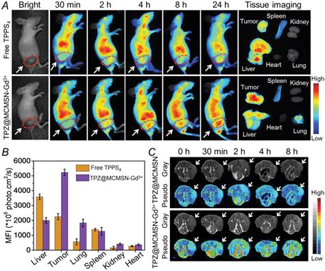 A Fluorescence Imaging Of SCC7 Tumorbearing Nude Mice At Various