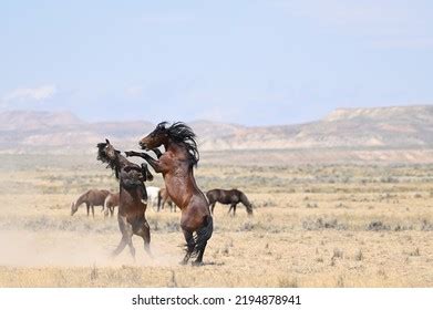 wild horses fighting mccullough peaks stock photo  shutterstock