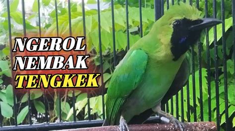 CUCAK IJO GACOR NGENTROK FULL TENGKEK PANCINGAN CUCAK HIJAU YouTube