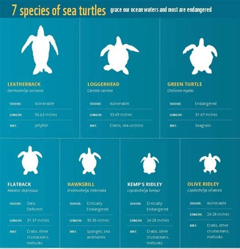 Sea Turtles Facts And Conservation Dpm Diving