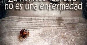 Joven Gay De A Os Se Suicida En Italia Por El Acoso Hom Fobo