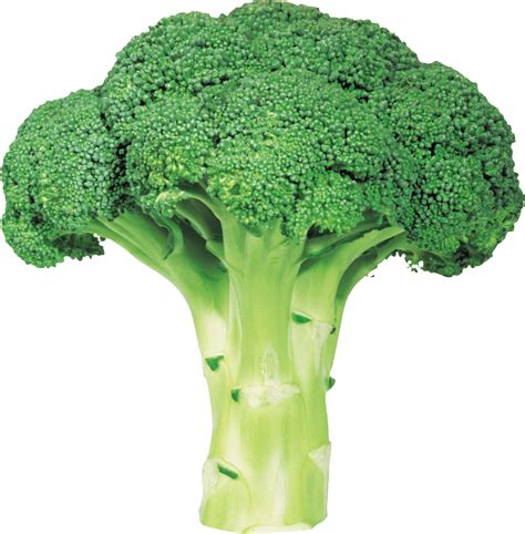 Broccoli Png Image With Transparent Background Transparent Hq Png