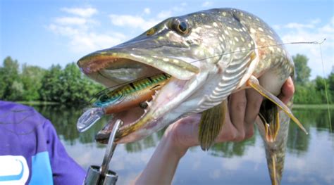 Блесна на щуку — 10 лучших моделей, как правильно выбрать, отзывы | Top ...