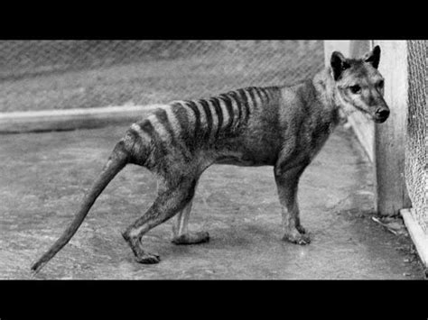 Así era el extinto Tigre de Tasmania o Tilacino YouTube