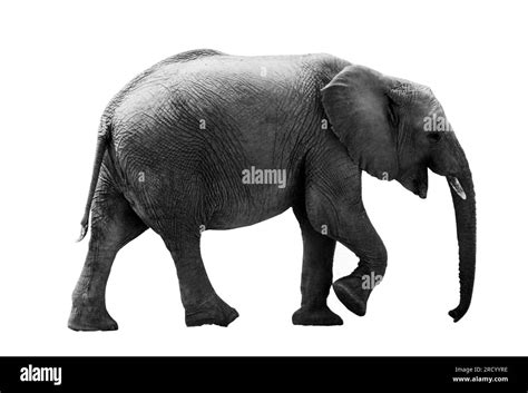 Textura De Elefante Ausgeschnittene Stockfotos Und Bilder Alamy