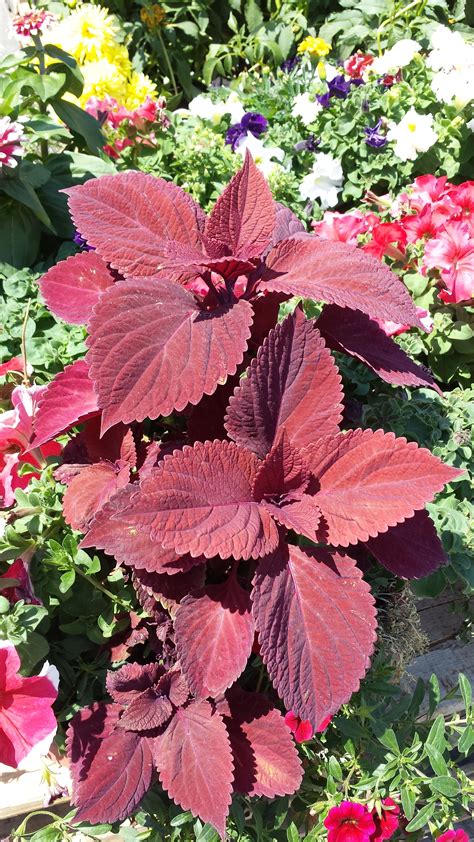 Purple Leafy Plants for Your Garden