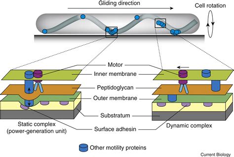 Bacterial Gliding Motility Rolling Out A Consensus Model Current Biology