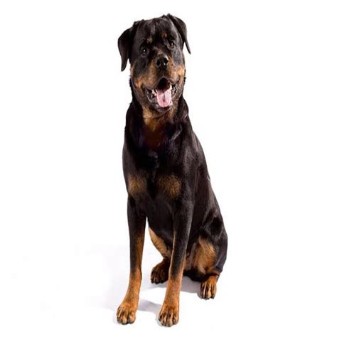 The Rottweiler : Perfect Guide - Petazon
