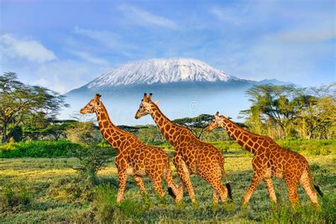 Giraffes And Mount Kilimanjaro Stock Image Image Of Large Clouds