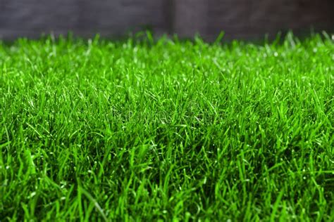 Fresh Spring Lawn Green Grass Stock Image Image Of Spring Color 64149303