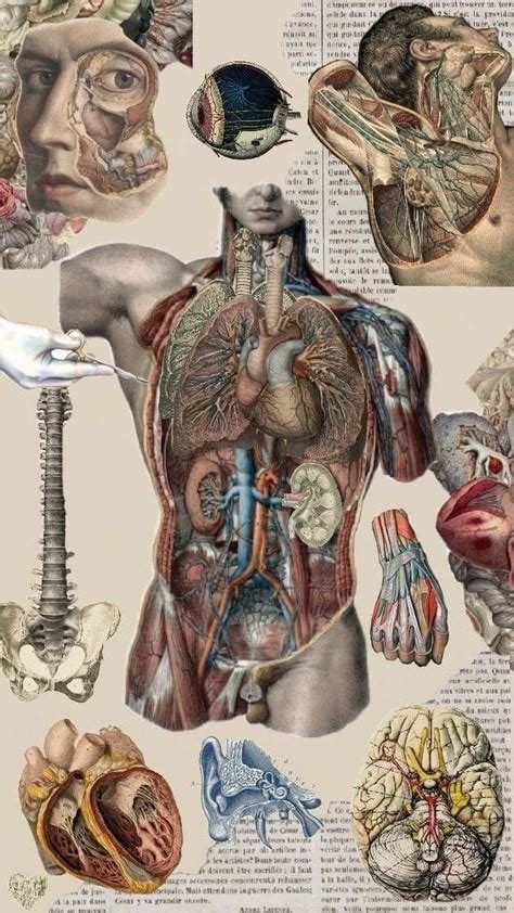Anatomy Tips Aesthetic