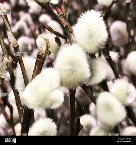 Close Up Of A Bunch Of Pussy Willows Stock Photo Alamy