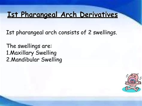 Development Of Pharyngeal Arches And Pouches Ppt Ppt