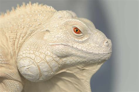 Iguana Eye - ZBrushCentral