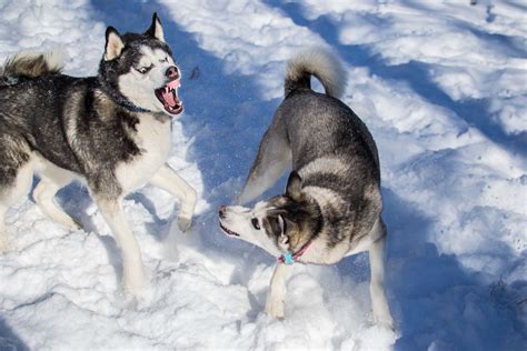 I was taking pictures of my huskies out in the snow, when suddenly, the