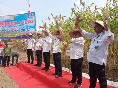 Kunjungan Mentan Ri Di Panen Raya Sorgum Dukung Lamongan Sebagai