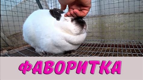 ФАВОРИТКА - YouTube