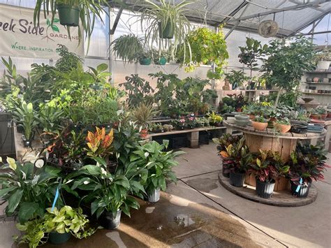 largest indoor house plants 2