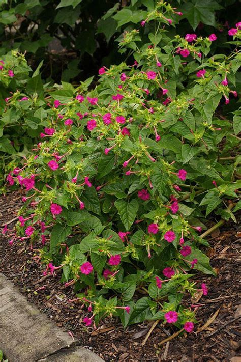 17 Night Blooming Fragrant Flowers With Strong Scent