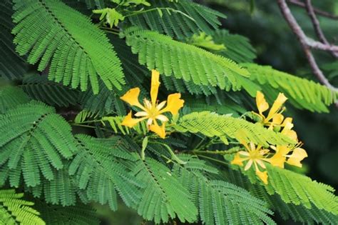 Yellow Royal Poinciana Subspecies Delonix Regia Flavida · Inaturalist