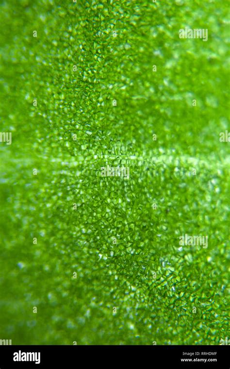 Green leaf at 100X magnification under biological microscope. This ...