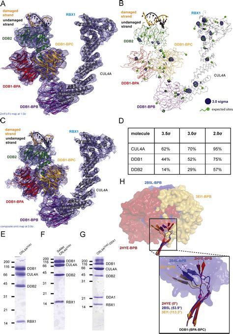 The Molecular Basis Of CRL4DDB2 CSA Ubiquitin Ligase Architecture