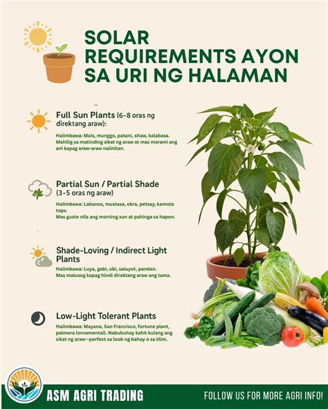 asm solar requirements ayon sa uri ng halaman full sun plants