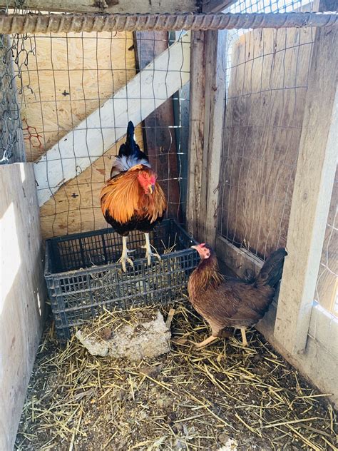 gallos spangled hatch 3