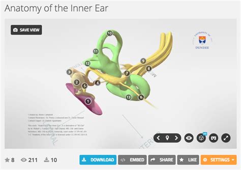 3d Interactive Model Of The Inner Ear Anatomy Inner Ear Anatomy