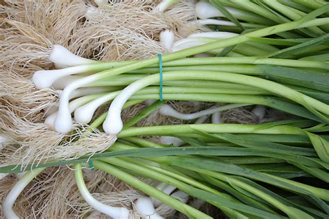 Cómo Cultivar Ajos Tiernos en tu Huerto