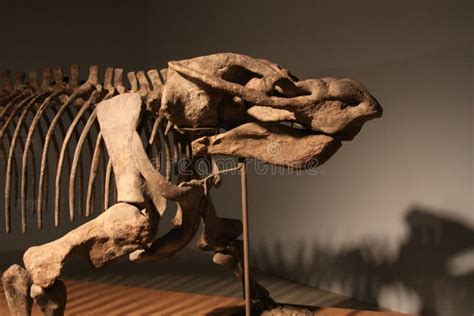 Dicynodont editorial stock photo. Image of triassic, bone - 19038388