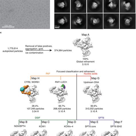 Cryo Em Data Collection And Processing A Representative Micrograph Of